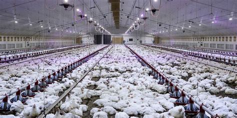 how many animals are kept in factory farms